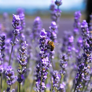 12 stauder til et insektvenligt staudebed
